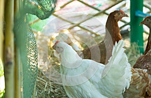 Portrait of hen with other hens and chickens on background at farm