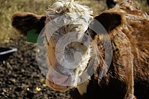 Portrait of a Hereford Calf