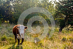 Portrait of a Hereford cow walking in a Dutch nature reserve