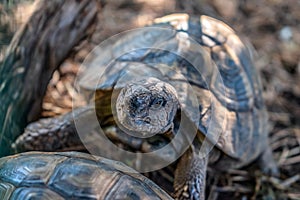 Portrait of a Hermann tortoise on a blurred background, close-up