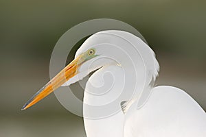 Portrait of heron. Detail portrait of water bird. White heron, Great Egret, Egretta alba, standing in the water in the march. Beac photo