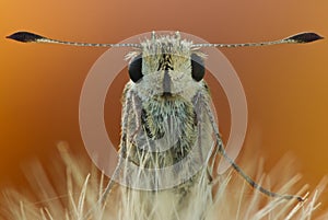 Portrait of Hesperiidae family bytterfly close up in nature. Autumn portrait of butterfly in big magnification with natural light