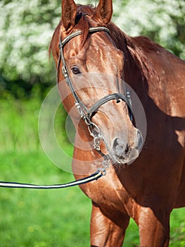 Portrait of Ñhestnut Holstein sportive stallion posing against blossom apple tree. spring time. close up