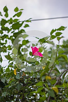 portrait of a hibiscus flower that has beautiful pink flowers