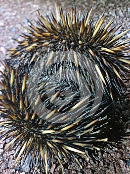 Portrait of hiding Echidna Tachyglossus aculeatus with spikes Litchfield National Park, Australia