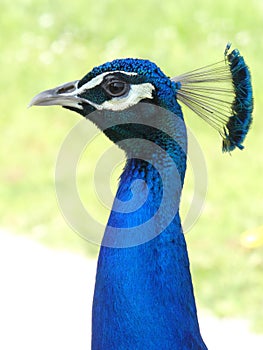 Portrait of a hieratic peacock at Bagatelle Park, Paris, France, Europe