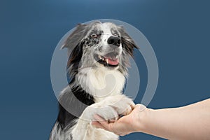 Portrait high five border collie dog trick. Obedience concept