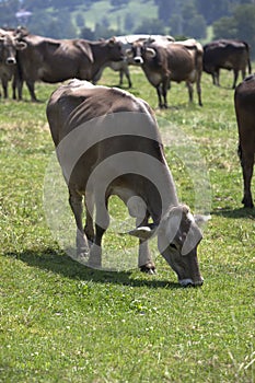 Portrait of a high yielding cow