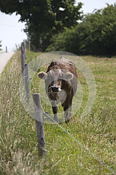 Portrait of a high yielding cow