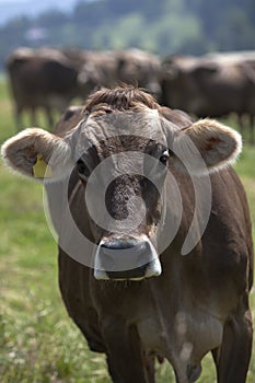 Portrait of a high yielding cow