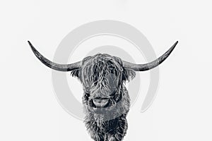 Portrait of a Highland cattle, black and white, on white background