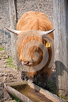 Portrait of Highland cow