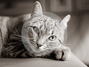 Portrait of a highly thoughtful cat