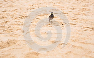 Portrait of a hill mynah bird, the most intelligent bird in world, Gracula religiosa