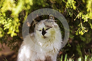 Portrait of himalayan persian cat on the green.