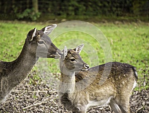 Portrait of a hind and a fawn - cervidae. photo