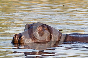Portrait of Hippo Hippopotamus Hippopotamus