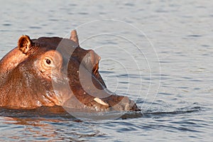 Portrait of Hippo Hippopotamus Hippopotamus