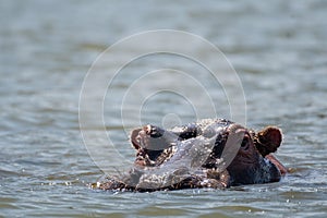 Portrait of a hippo with its head emerged above water in Lake Naivasha in Kenya