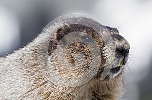 Portrait of a Hoary Marmot