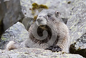 Portrait Hoary Marmot photo