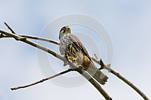 Portrait of Hobby Falco subbuteo is predatory bird