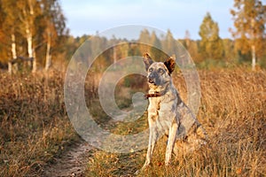 Portrait of Hollandse herder against the background of an autumn yellow field