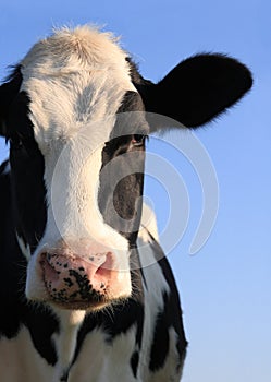 Portrait of Holstein cow over blue