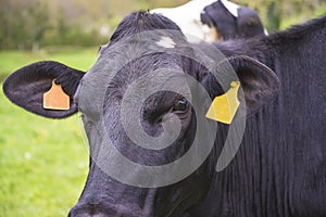 Portrait of holstein friesien cow