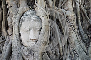 Portrait of the holy Buddha