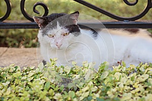 Portrait of homeless black and white tabby cat