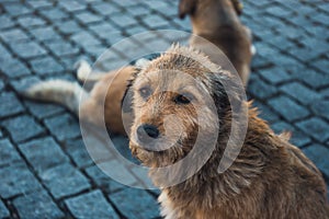 Portrait of homeless dog on the street, Georgia