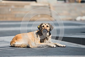 Portrait of homeless dog on the street, Georgia