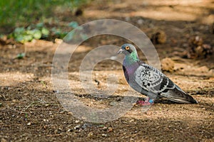 Portrait of homing pigeon on brown ground