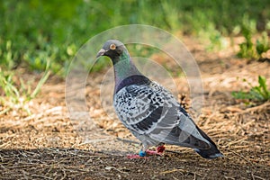 Portrait of homing pigeon on ground