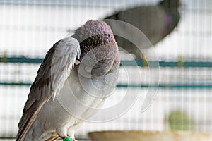 Portrait of homing pigeon preen feather in home loft