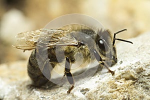 Portrait of a honey bee