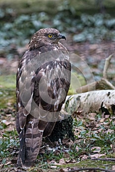 Portrait of honey buzzard with blurred green background