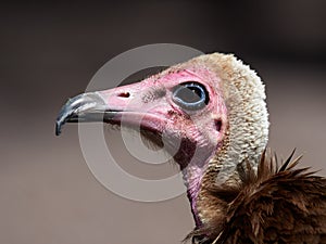 Portrait of Hooded Vulture Necrosyrtes monachus