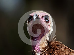 Portrait of Hooded Vulture Necrosyrtes monachus photo