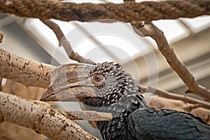 Portrait of a hornbill in an animal park