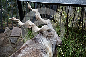 Portrait of a Horned goat, the Markhor, eating the green grass in the trough. Wildlife, mammals