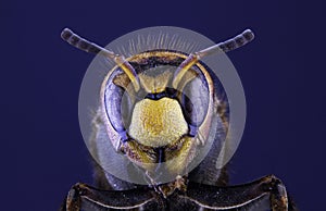 Portrait of a hornet insect close up