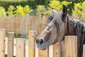 Portrait of a hors on a farm in the village or in zoo on blurry nature background.