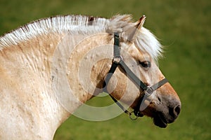 Portrait of a horse