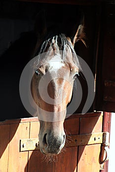 Portrait horse