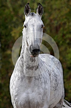 Portrait of a horse