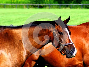 Portrait of a Horse 2 photo