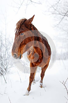 Portrait horse