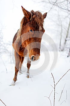 Portrait horse